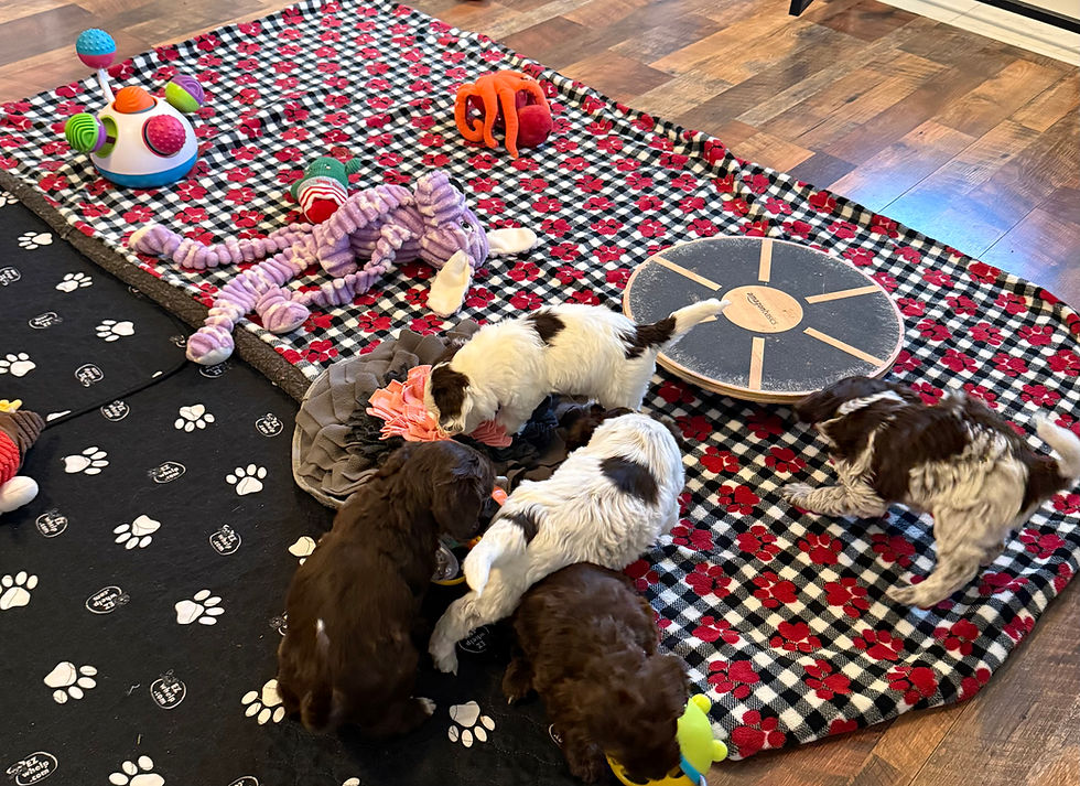 Australian Labradoodle Puppies Playing