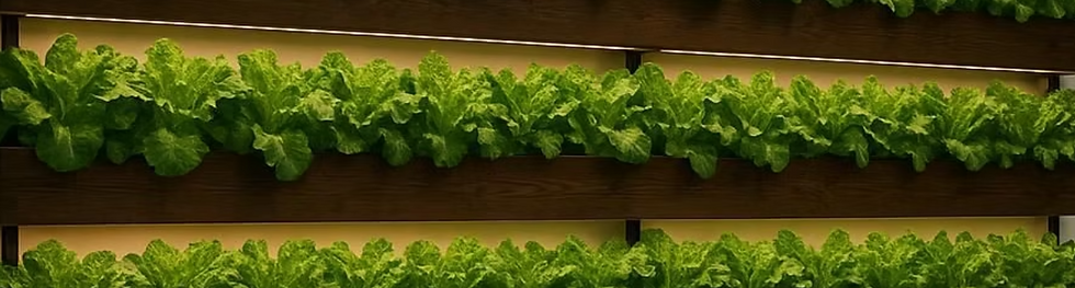 ZAMHydro_lettuve.png