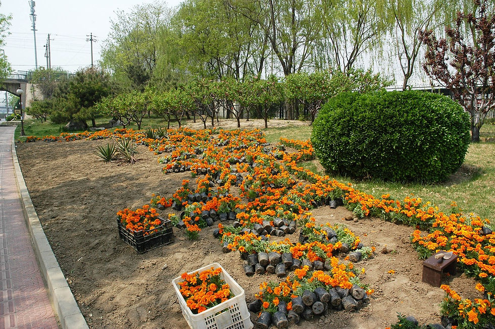 flower-bed-18908_1280.jpg