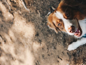 Muss ein Hund immer funktionieren?