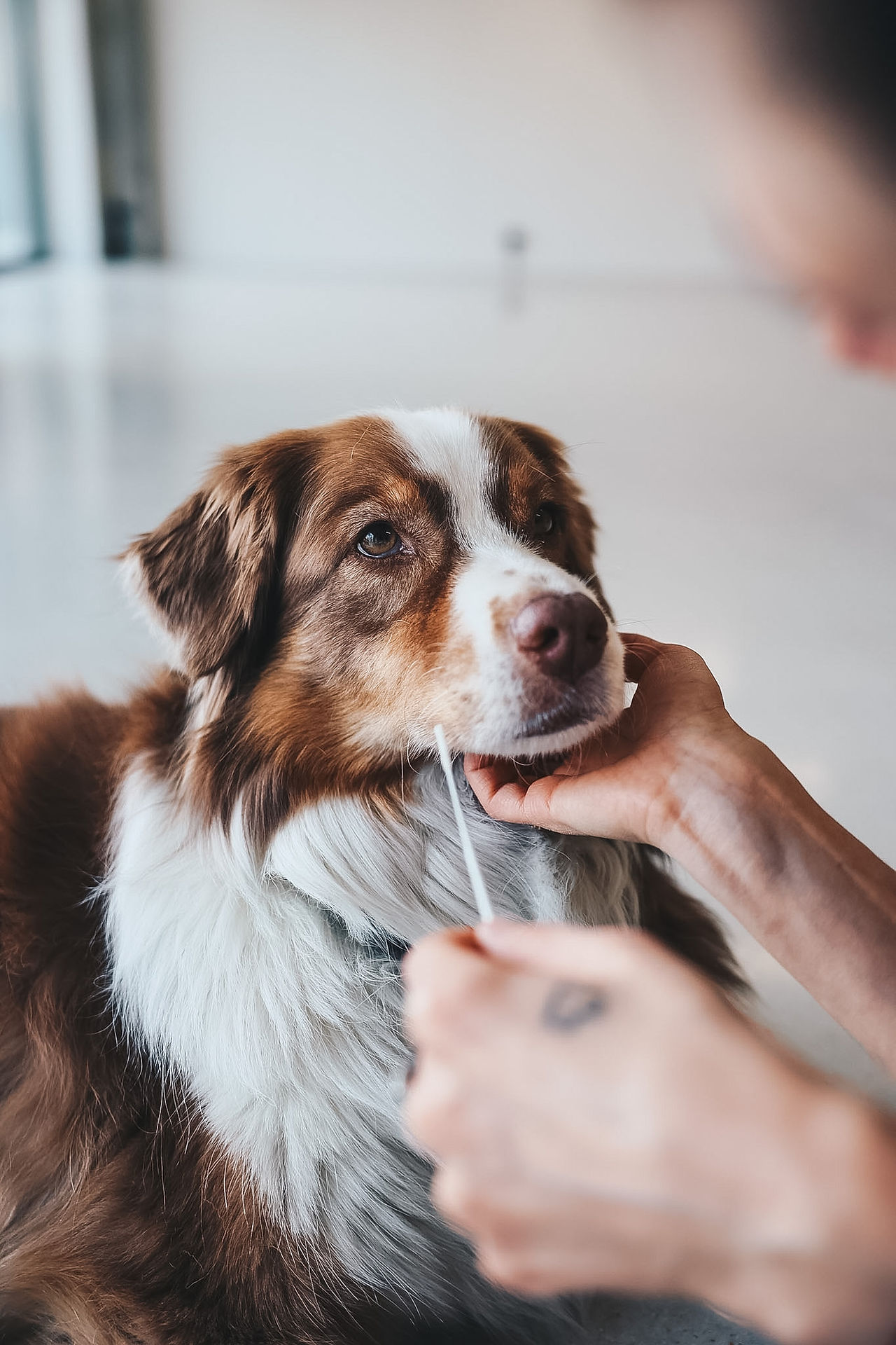 Eine Speichelprobe wird für den Allergietest beim Hund entnommen.