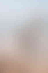 Australian Shepherd Hündin nach Kastration