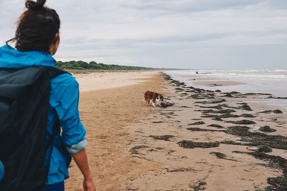 Hund schnüffelt am Strand