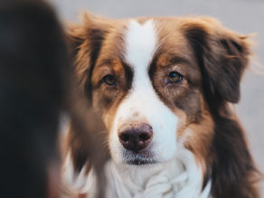 Australian Shepherd Hund mit aufmerksamen treuen Blick
