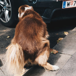 Hund beim Kotabsatz