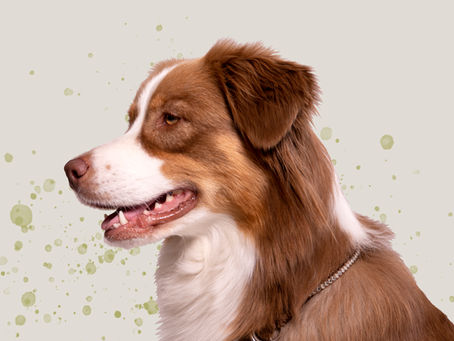 Kastration von Rüden