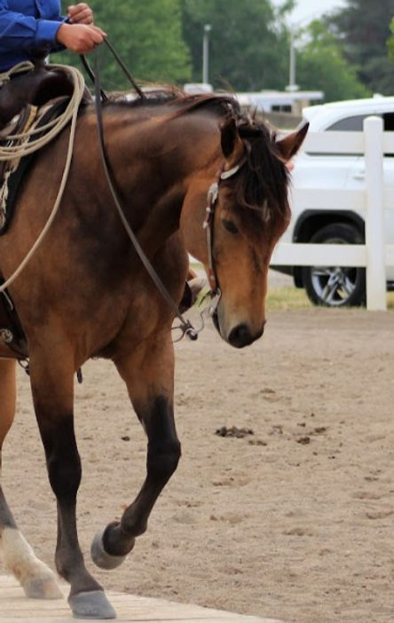 Screenshot 2025-07-06 174758_edited_edit