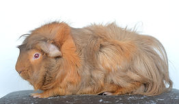 DSC_2593_edited.jpg
