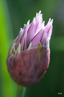 Nature, fleur qui éclot