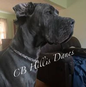 okalani 1.5yrs.jpg