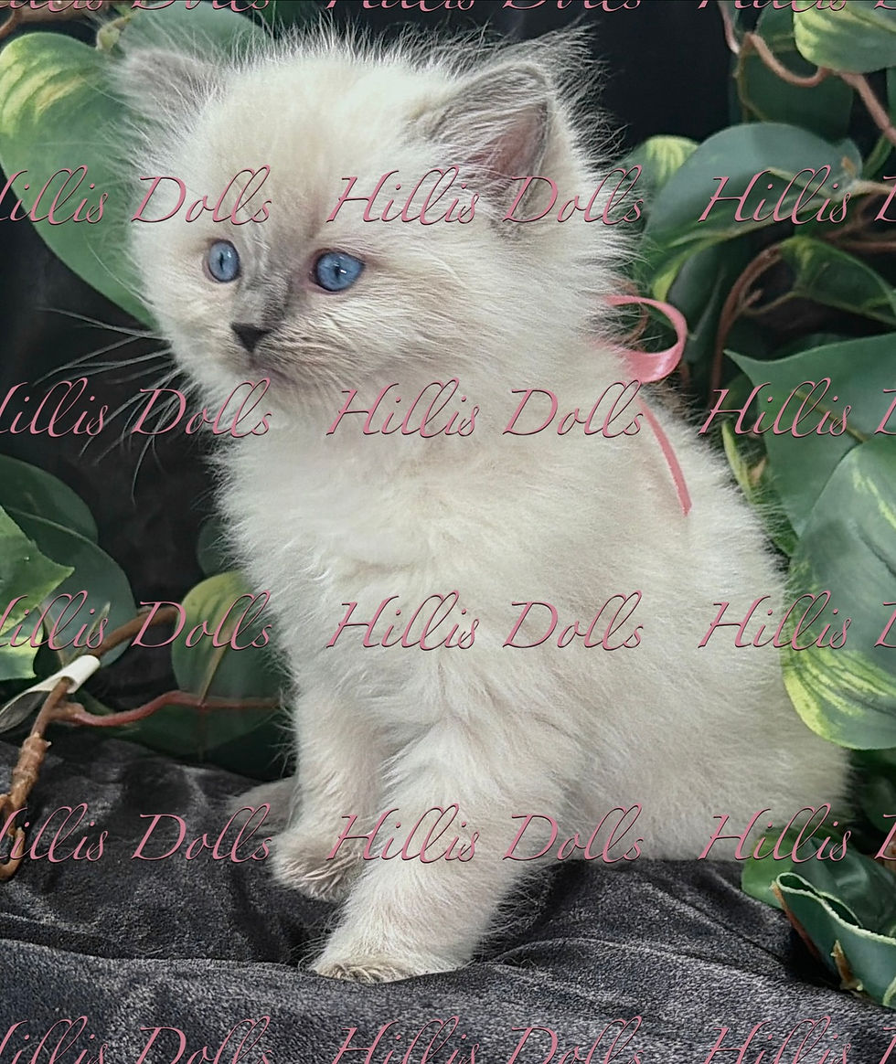 Shelby_6_10_26_Kiele_week_6-4