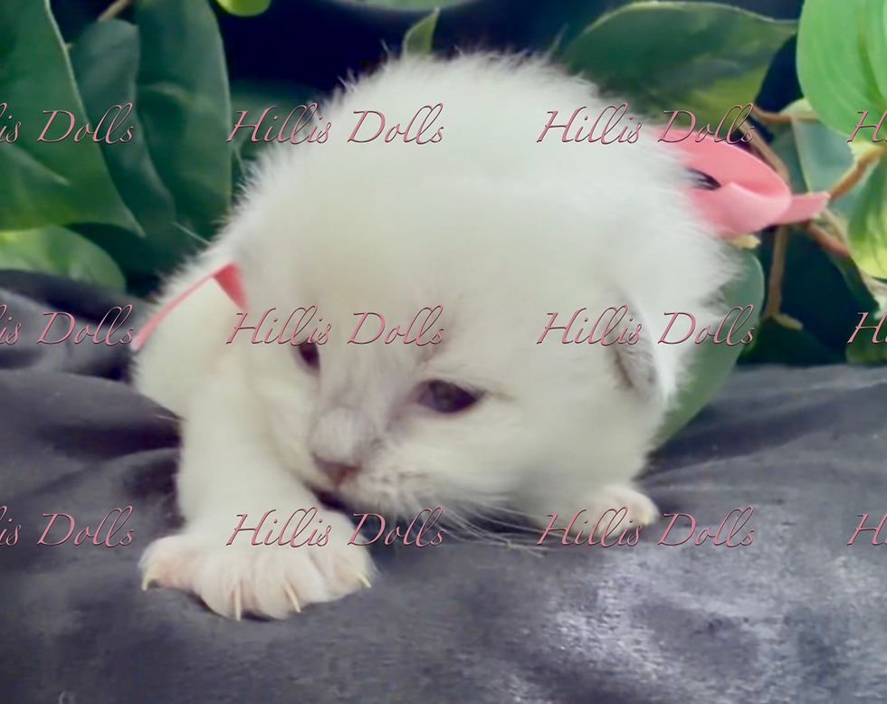 Shelby_6_10_26_Kiele_week_2-2