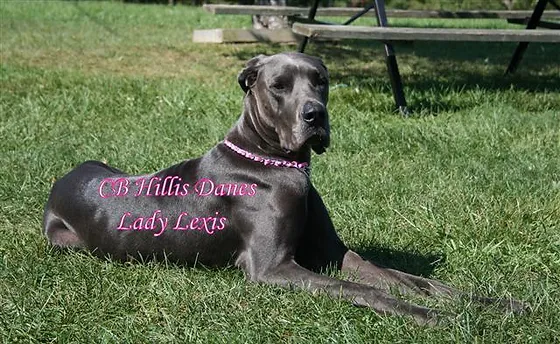 European Blue Akc Registered Great Dane Puppies Hillis Danes United States
