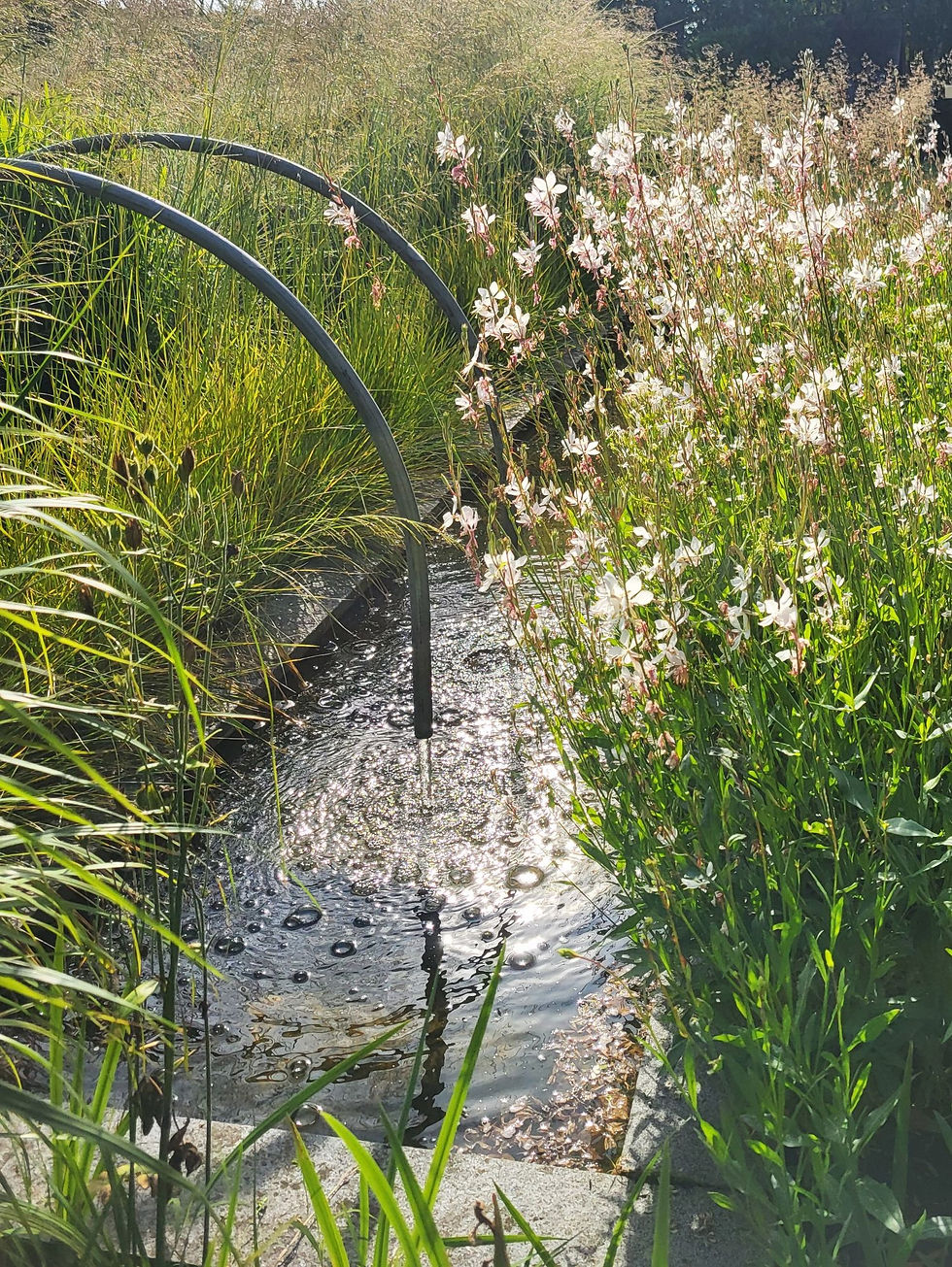 Gräsergarten von Fenna Graf