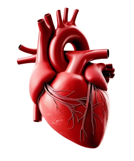 Heart 1.png