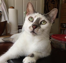 In-home cat care