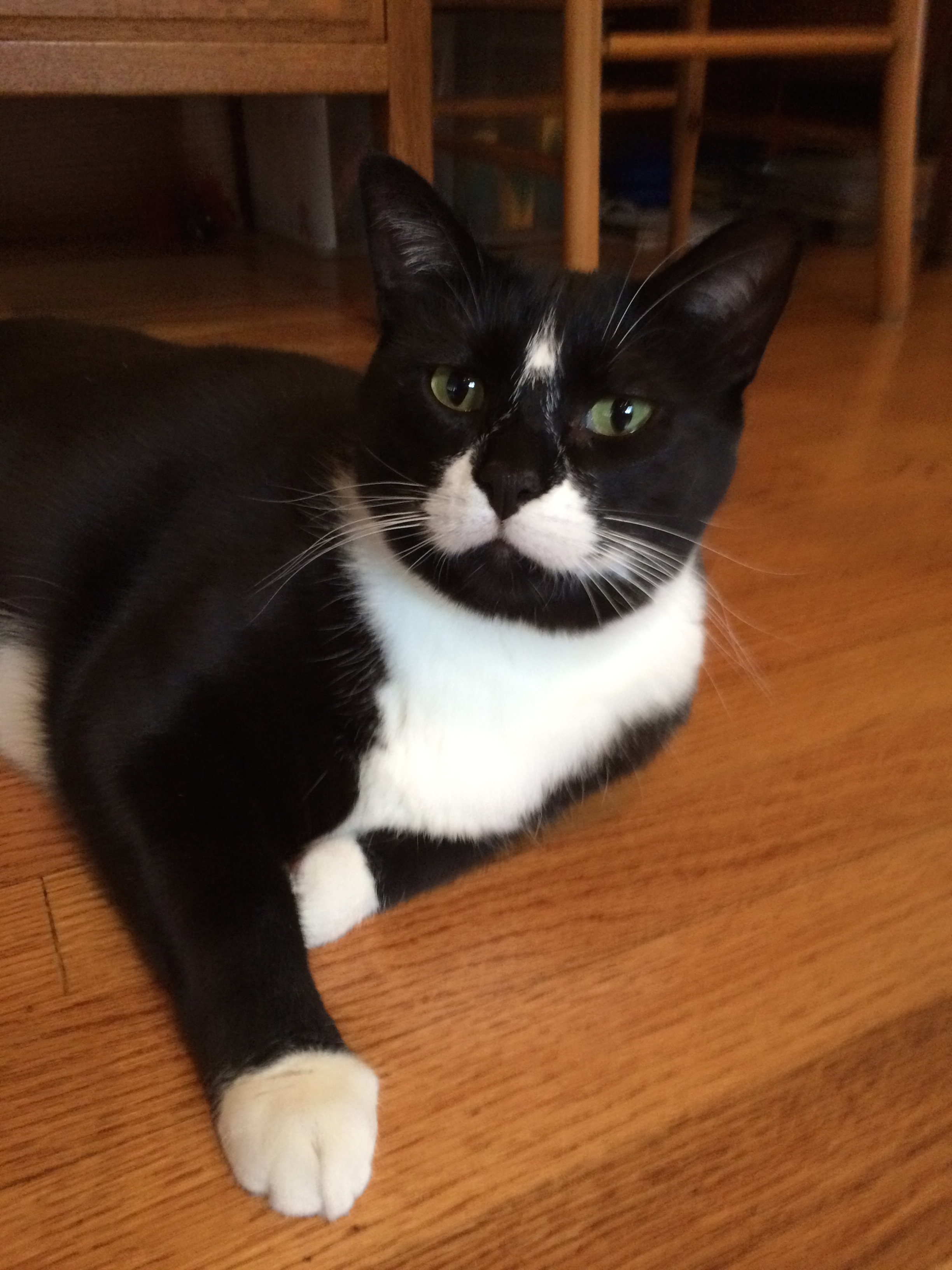Stache