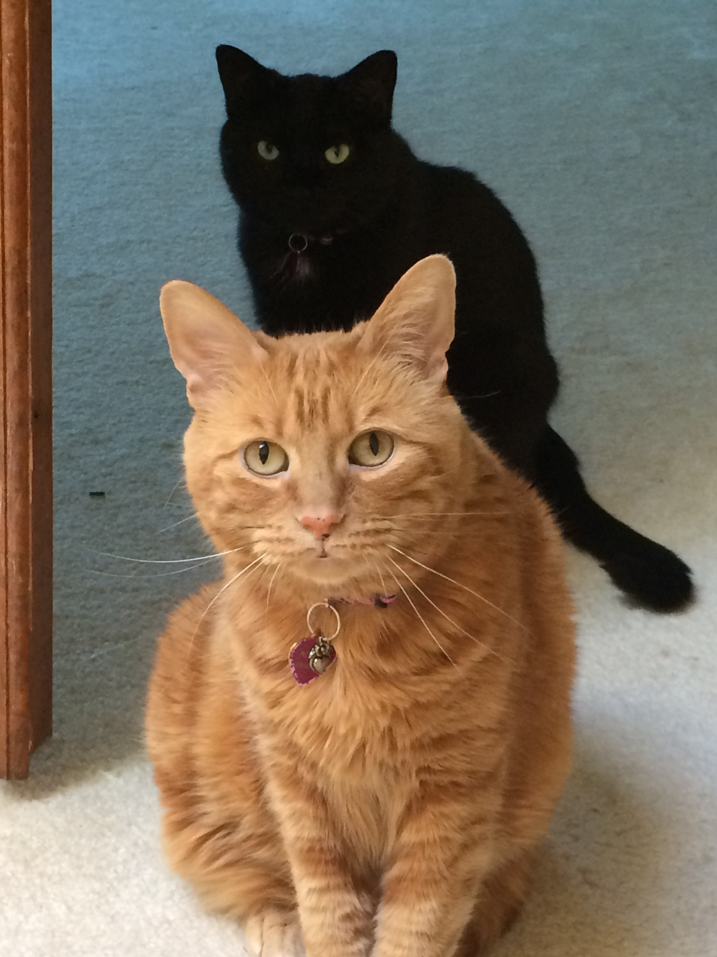 Nibbles & Inky