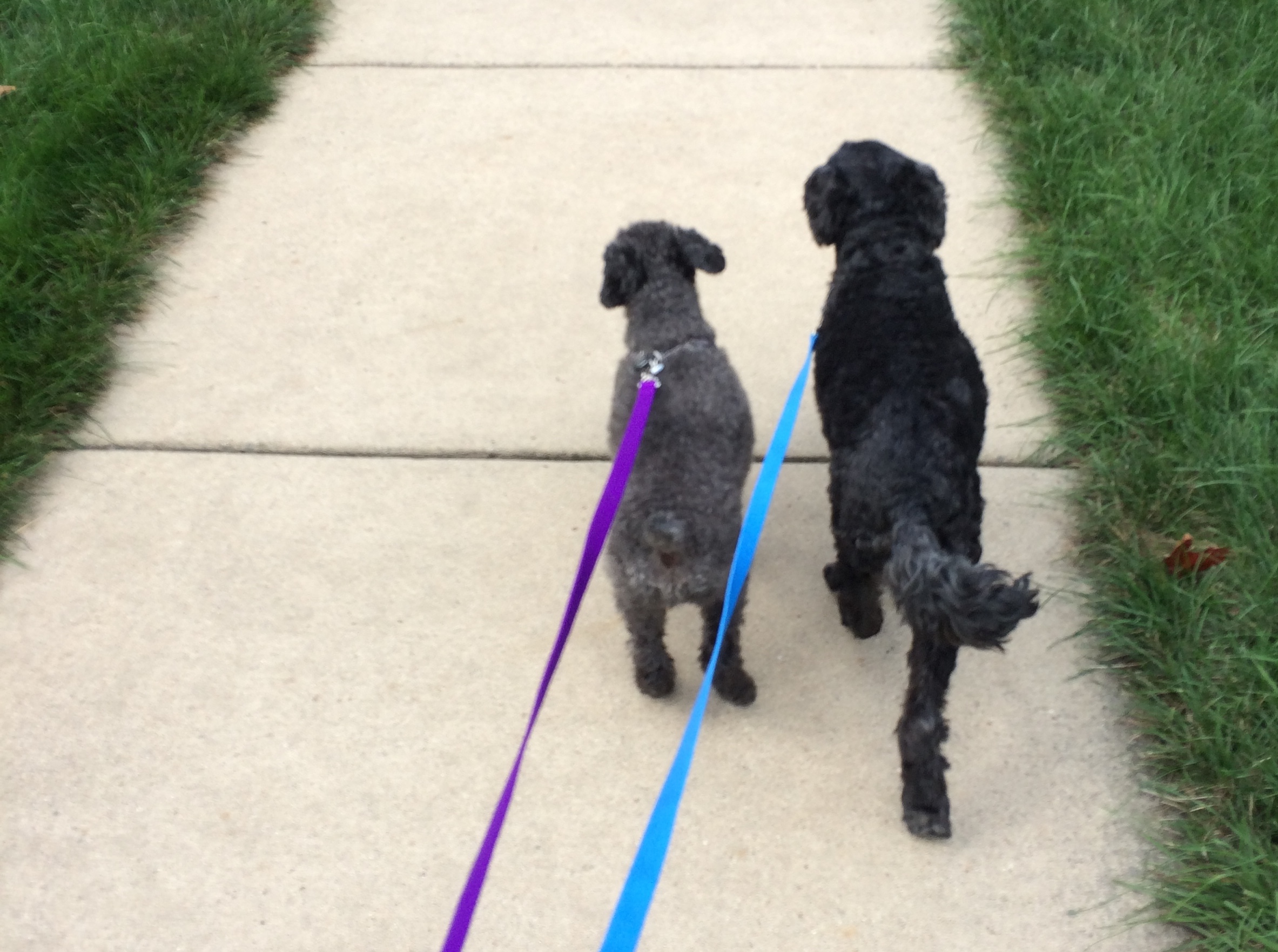 Sparky & Rosie