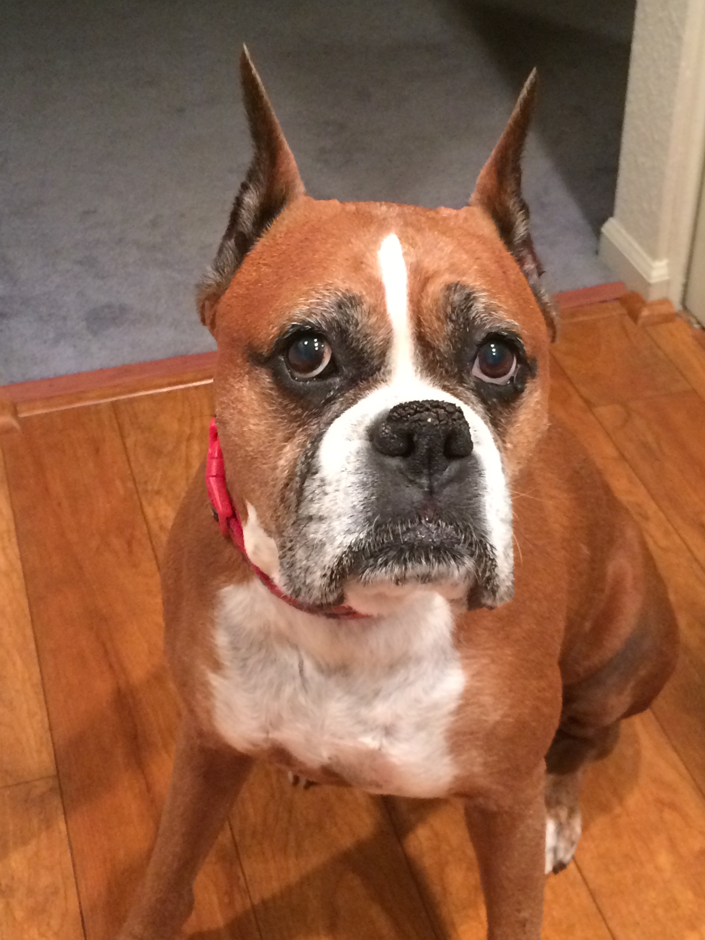 Bella