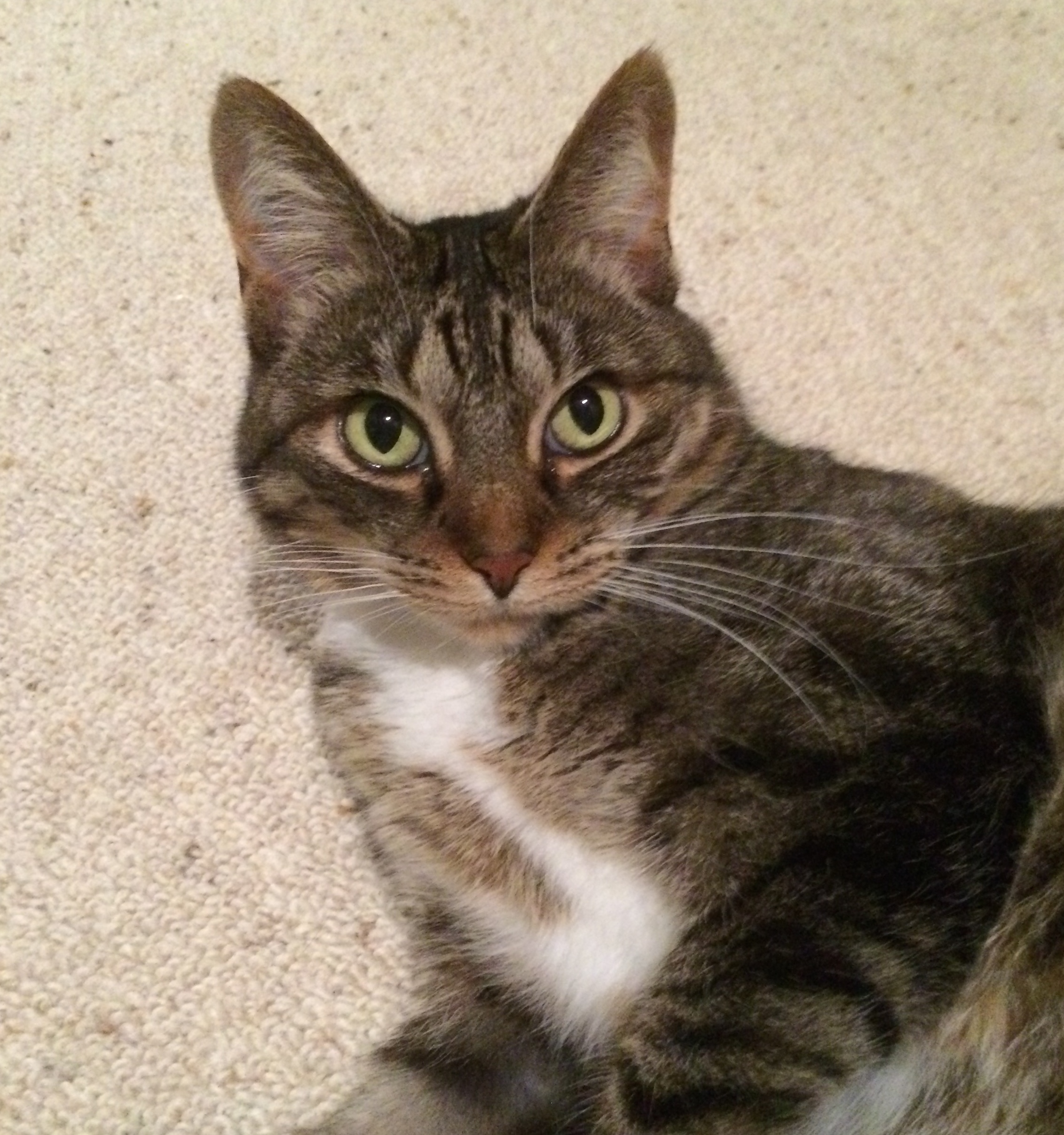Phoebe