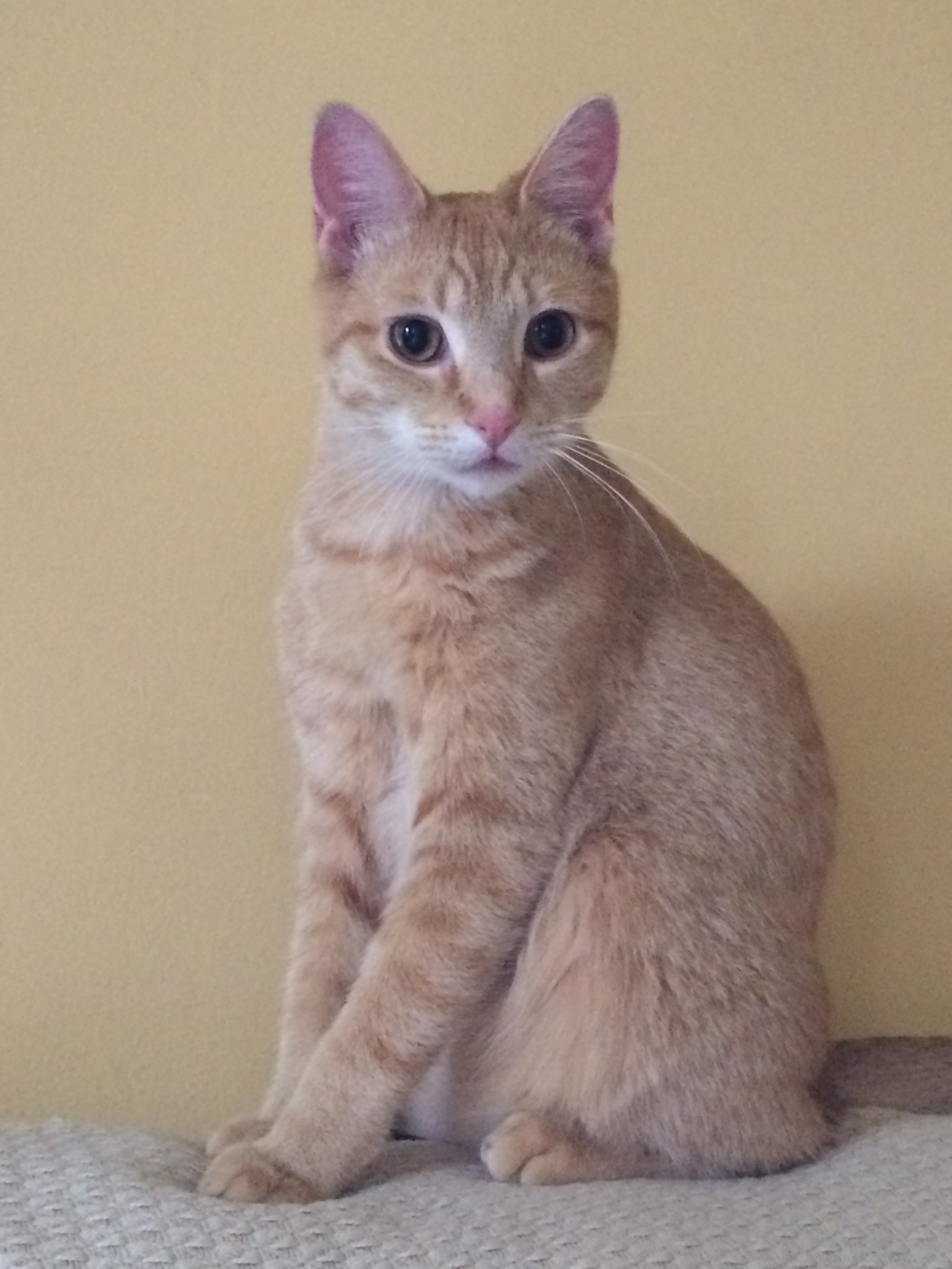 Nacho