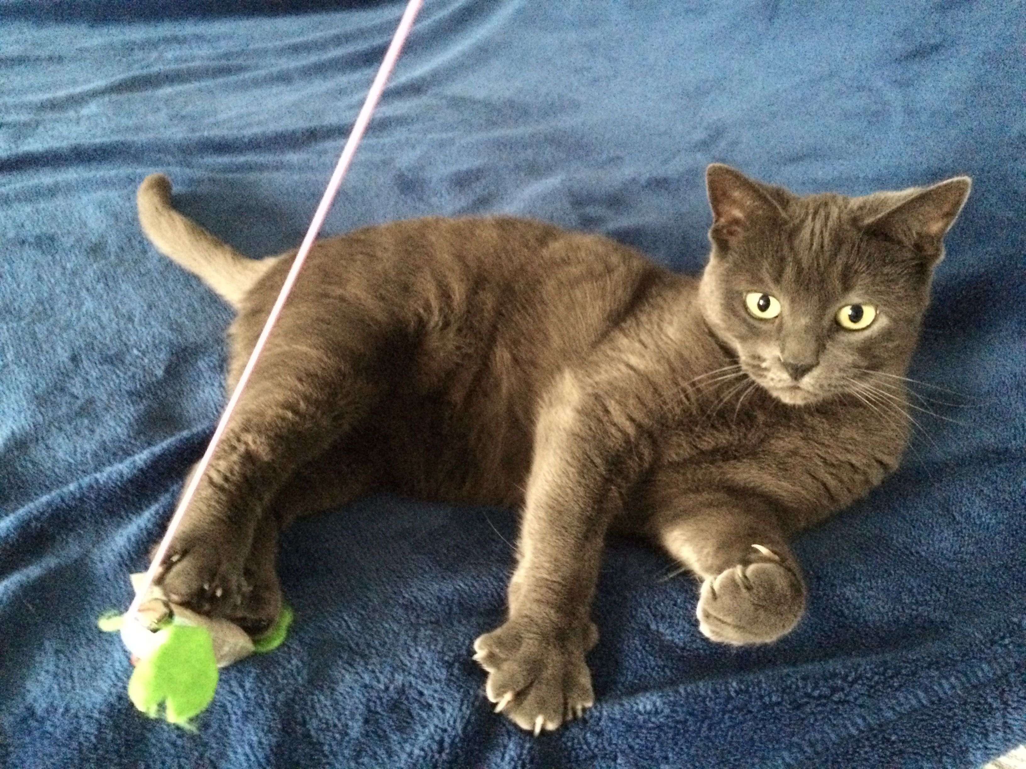 Cleo