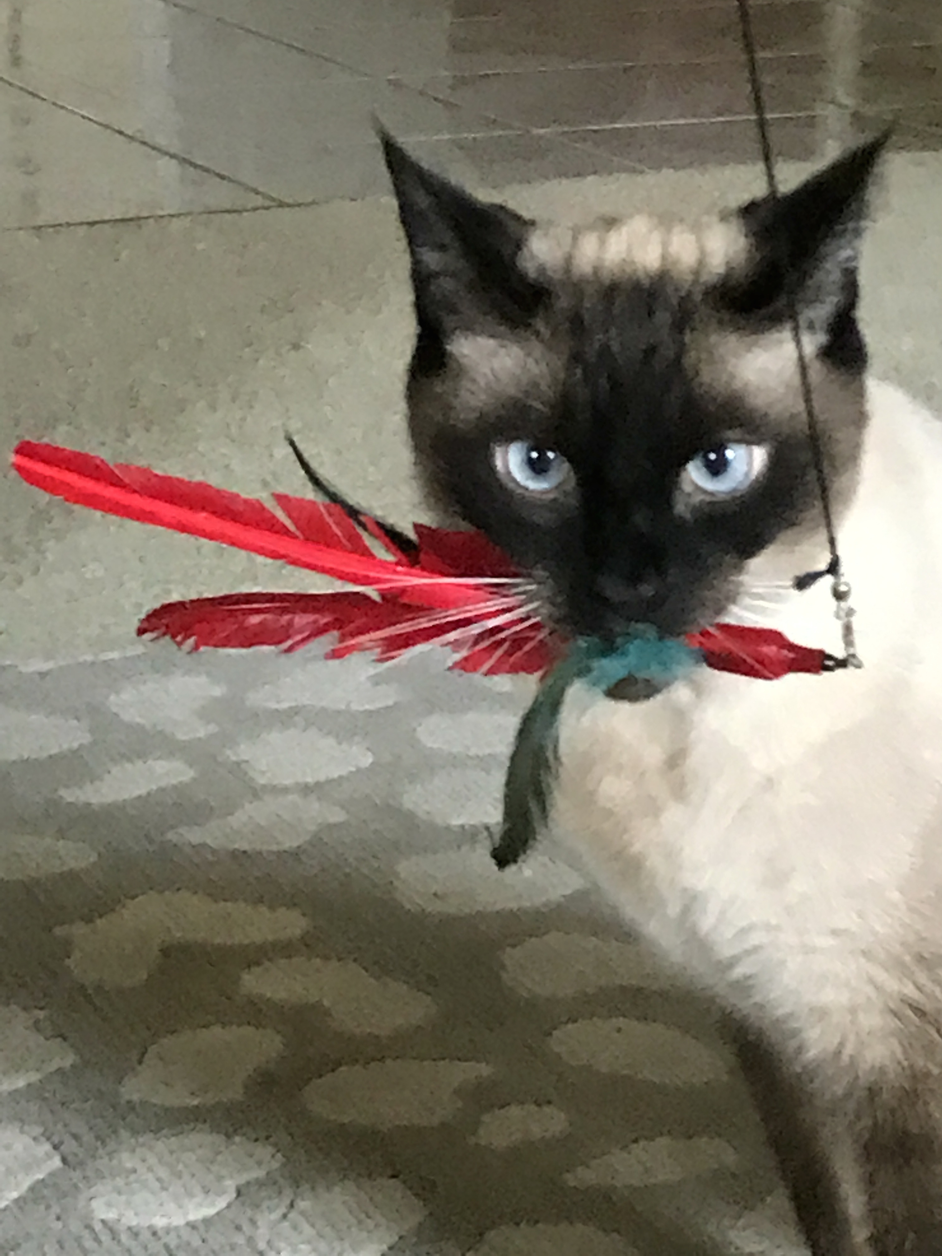 Luca