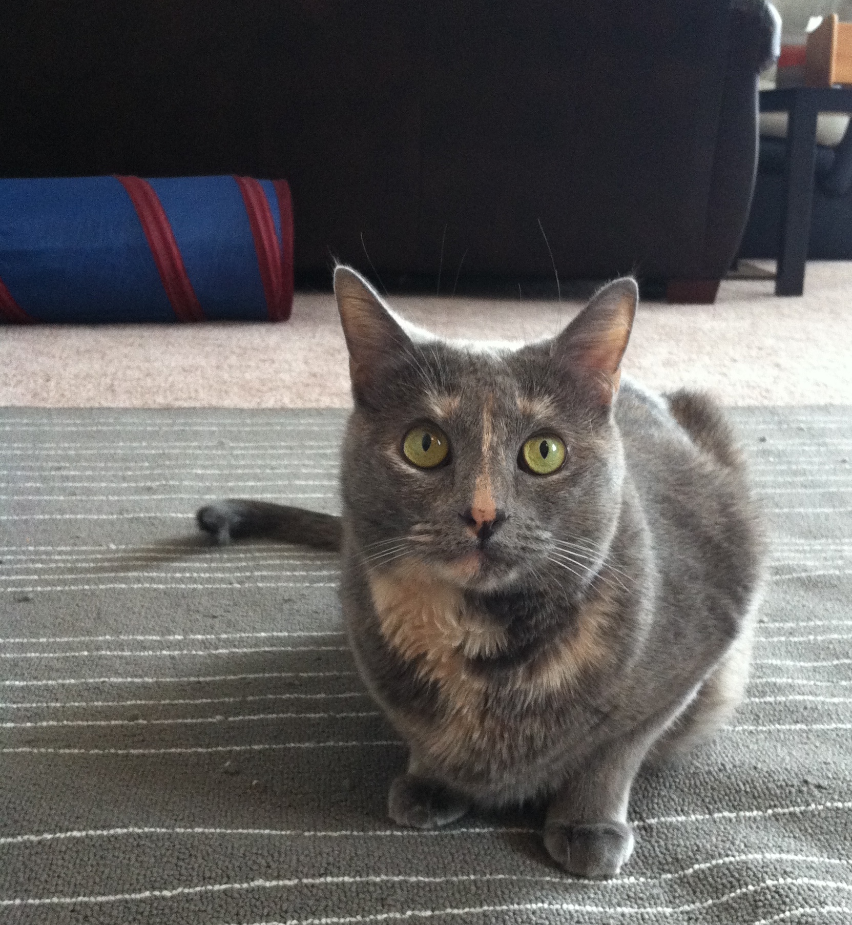 Millie