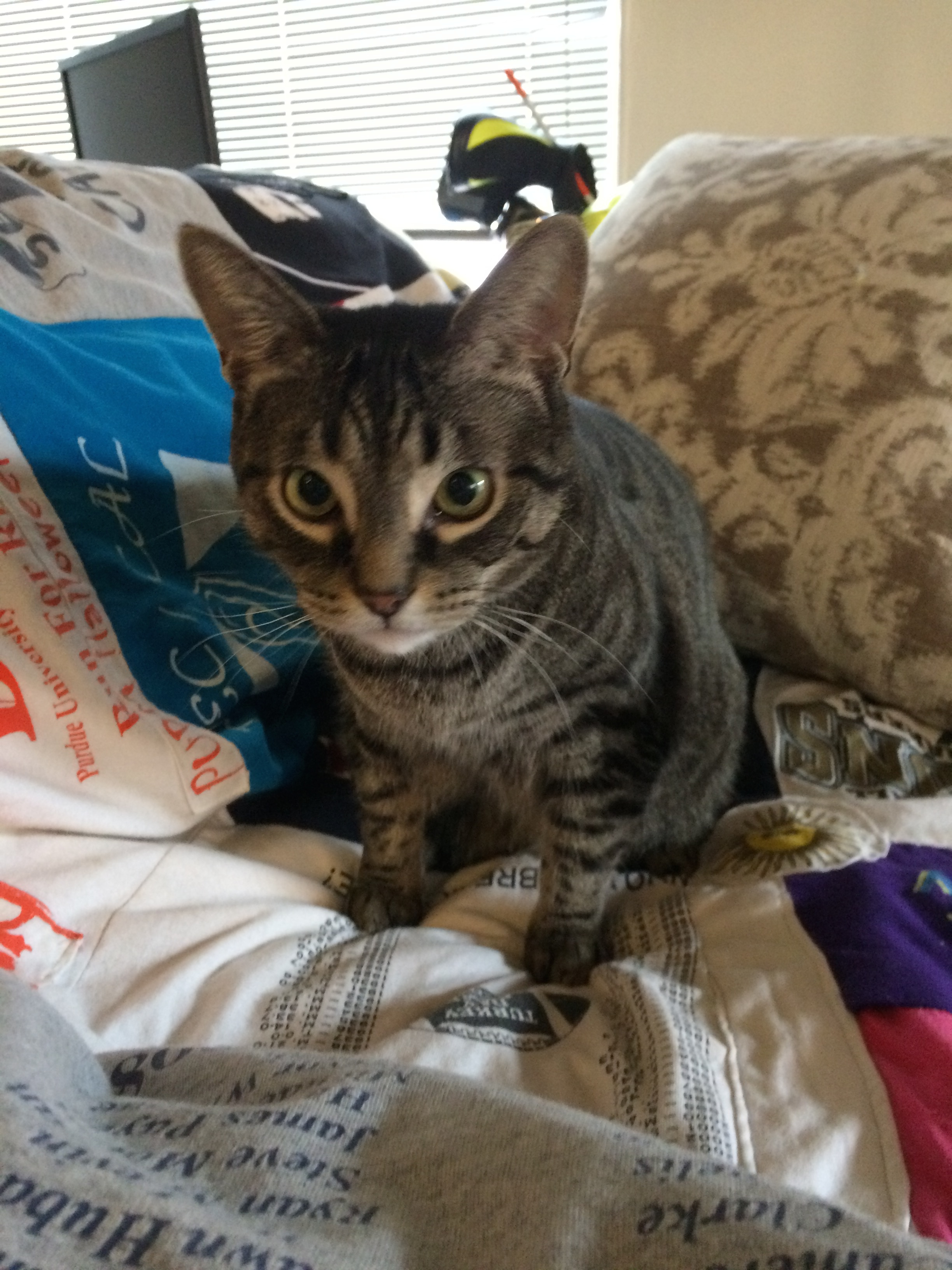 Bosco