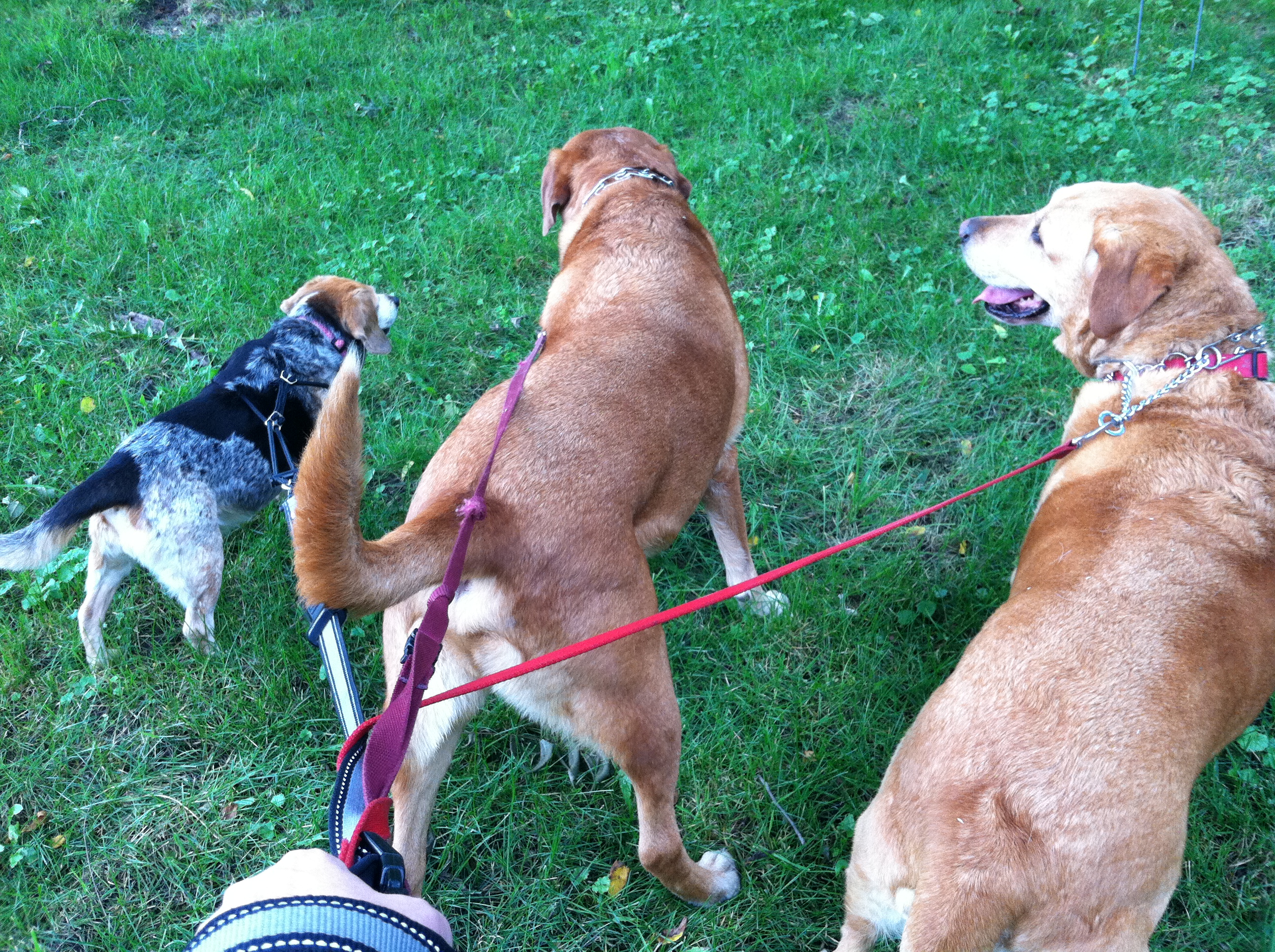Zeley, Riley & Max
