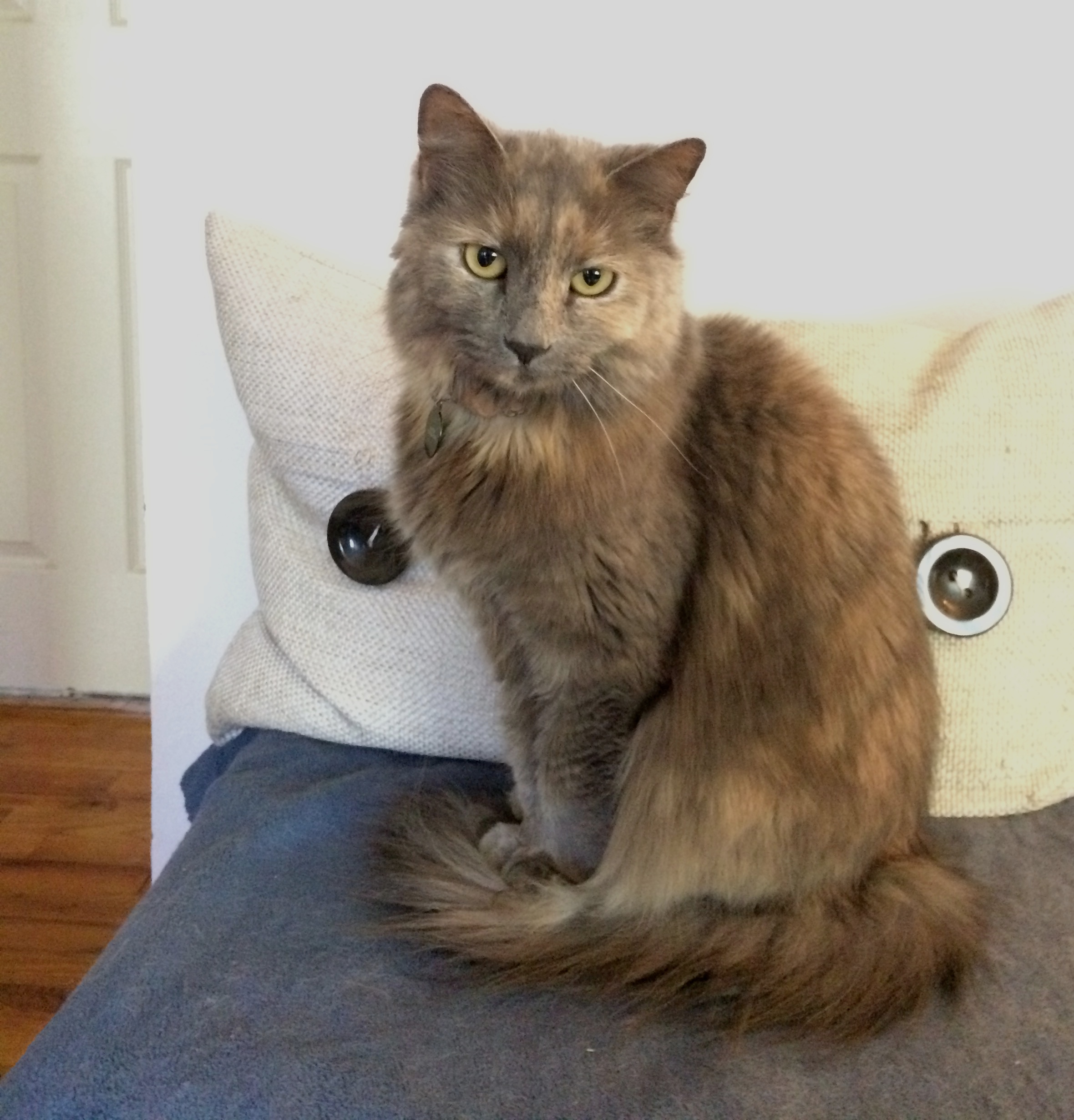 Button