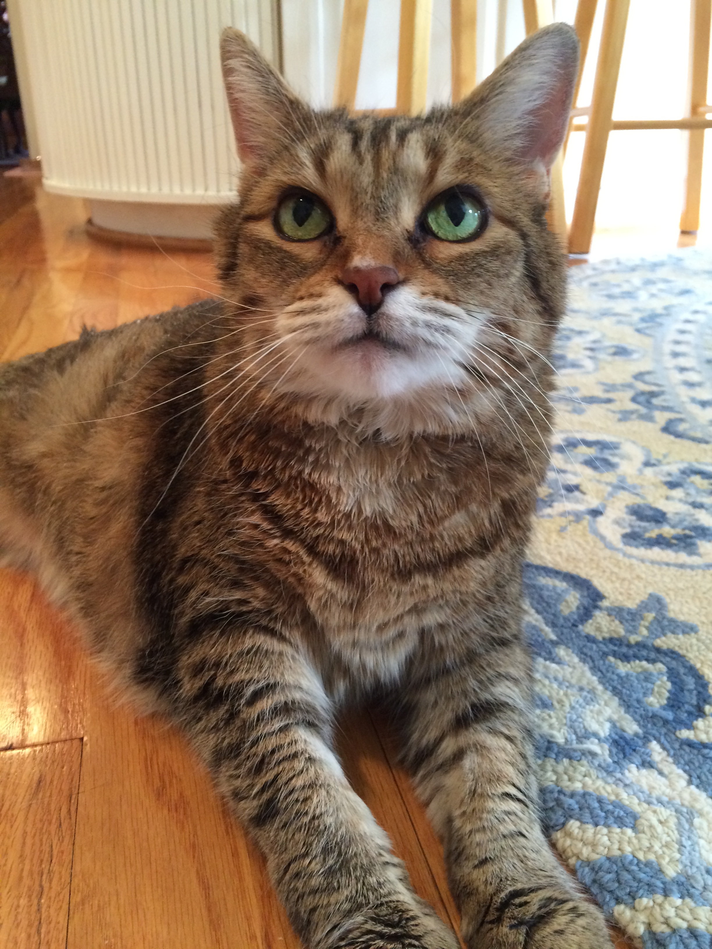 Taz