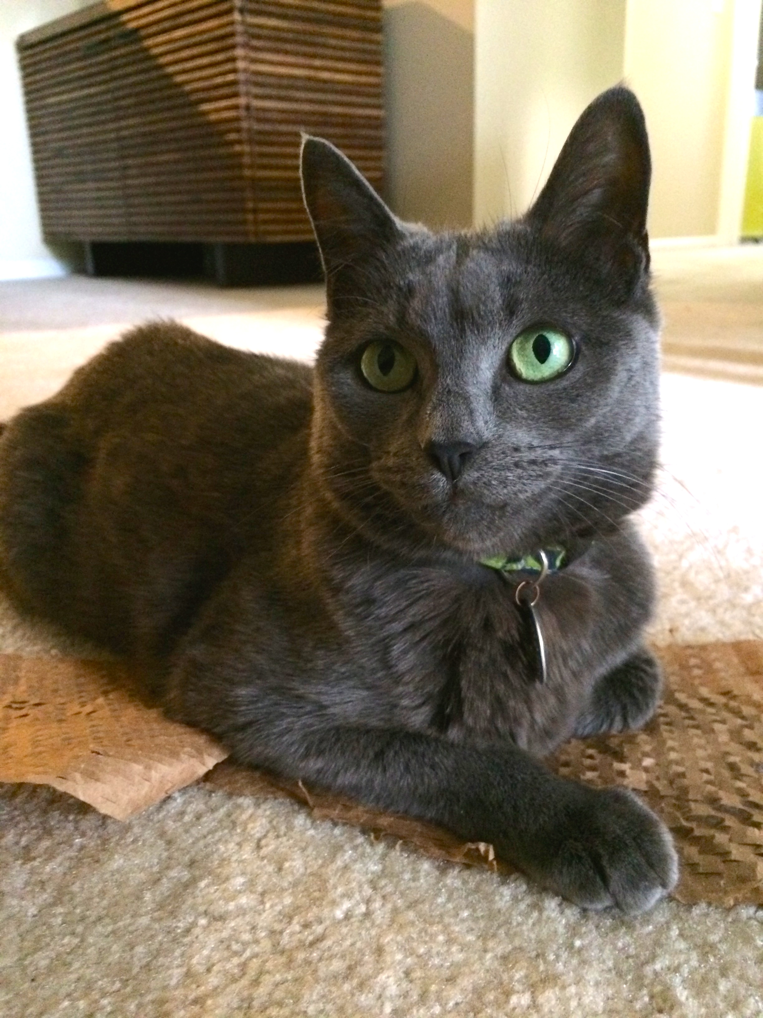 Zephyr