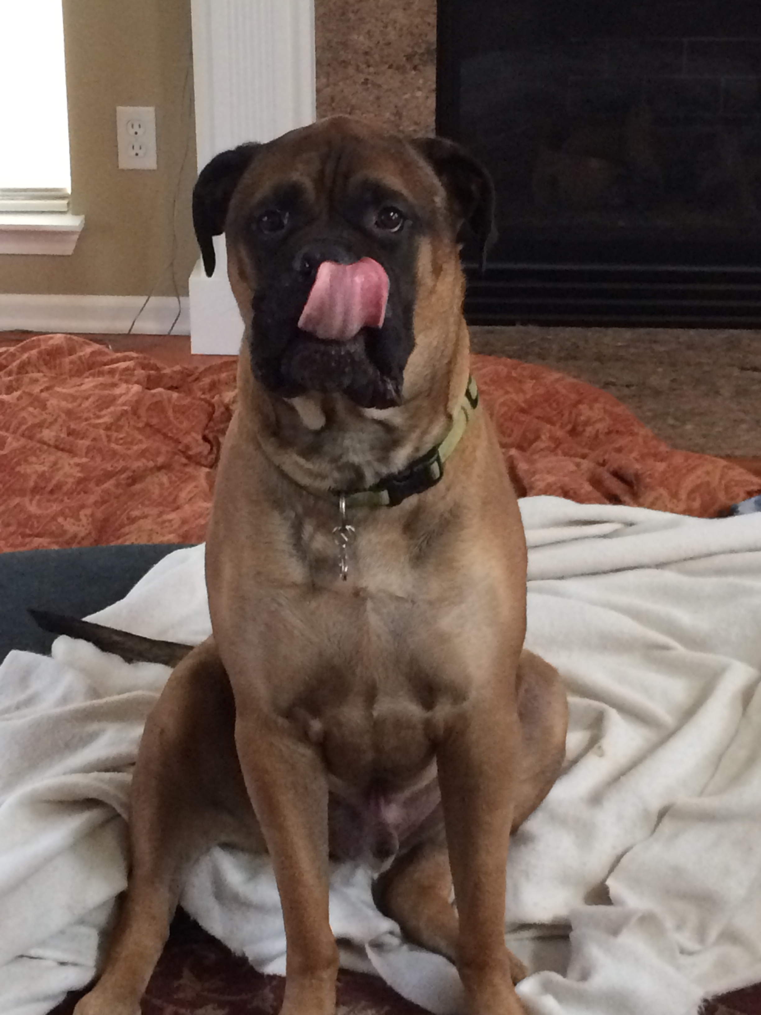 Bruno
