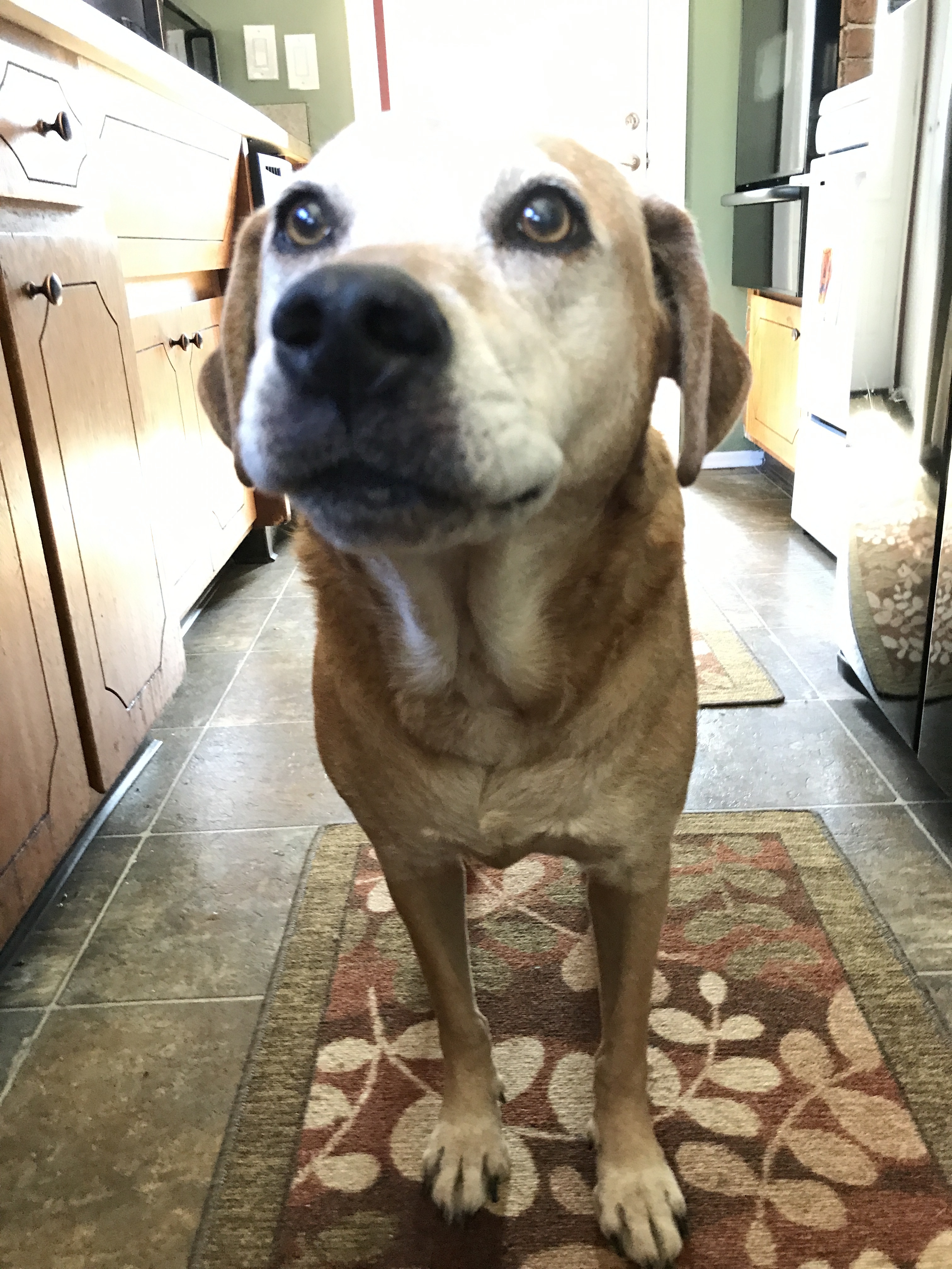 Belle
