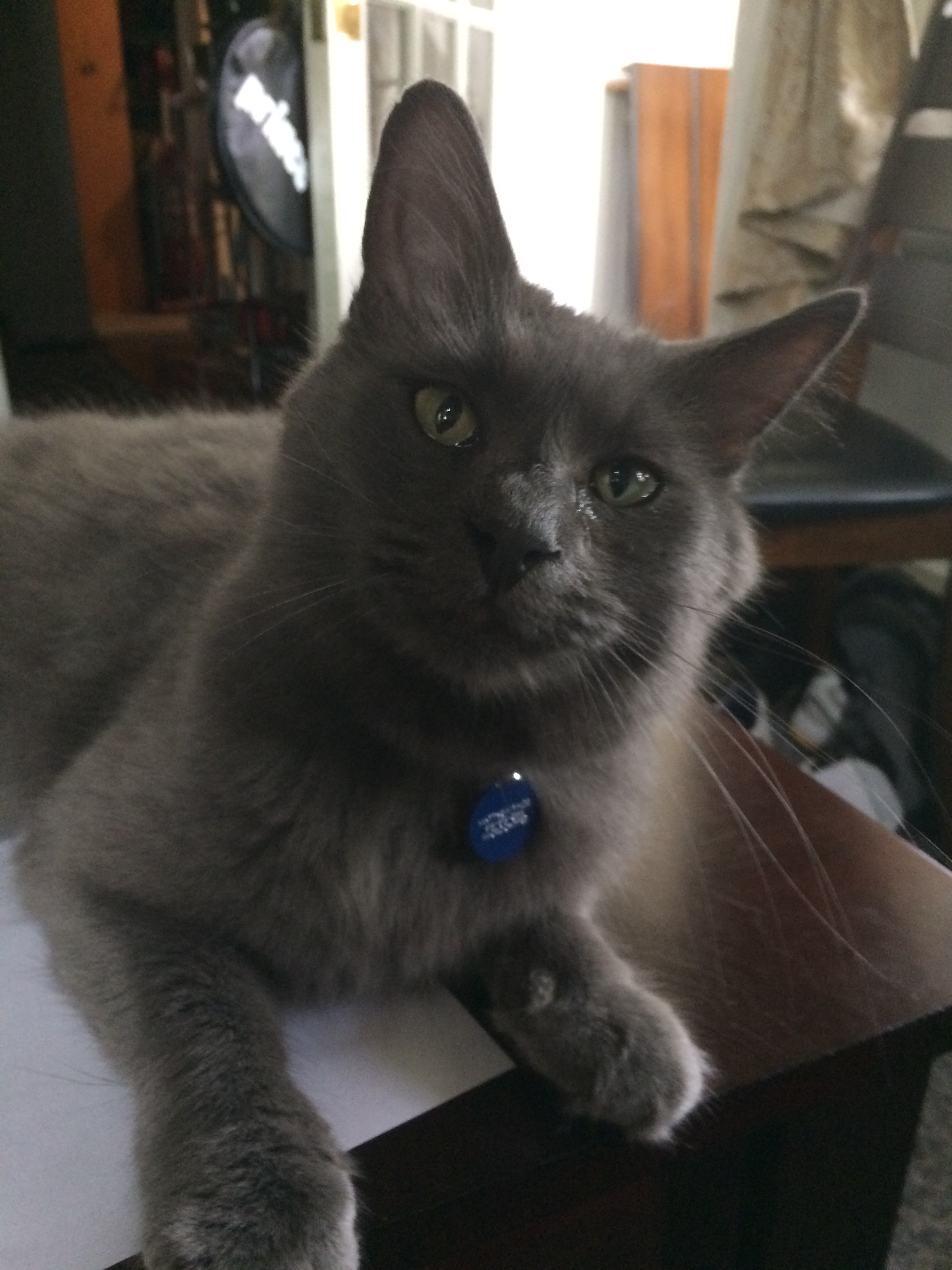 Niko
