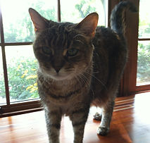 In-home cat care