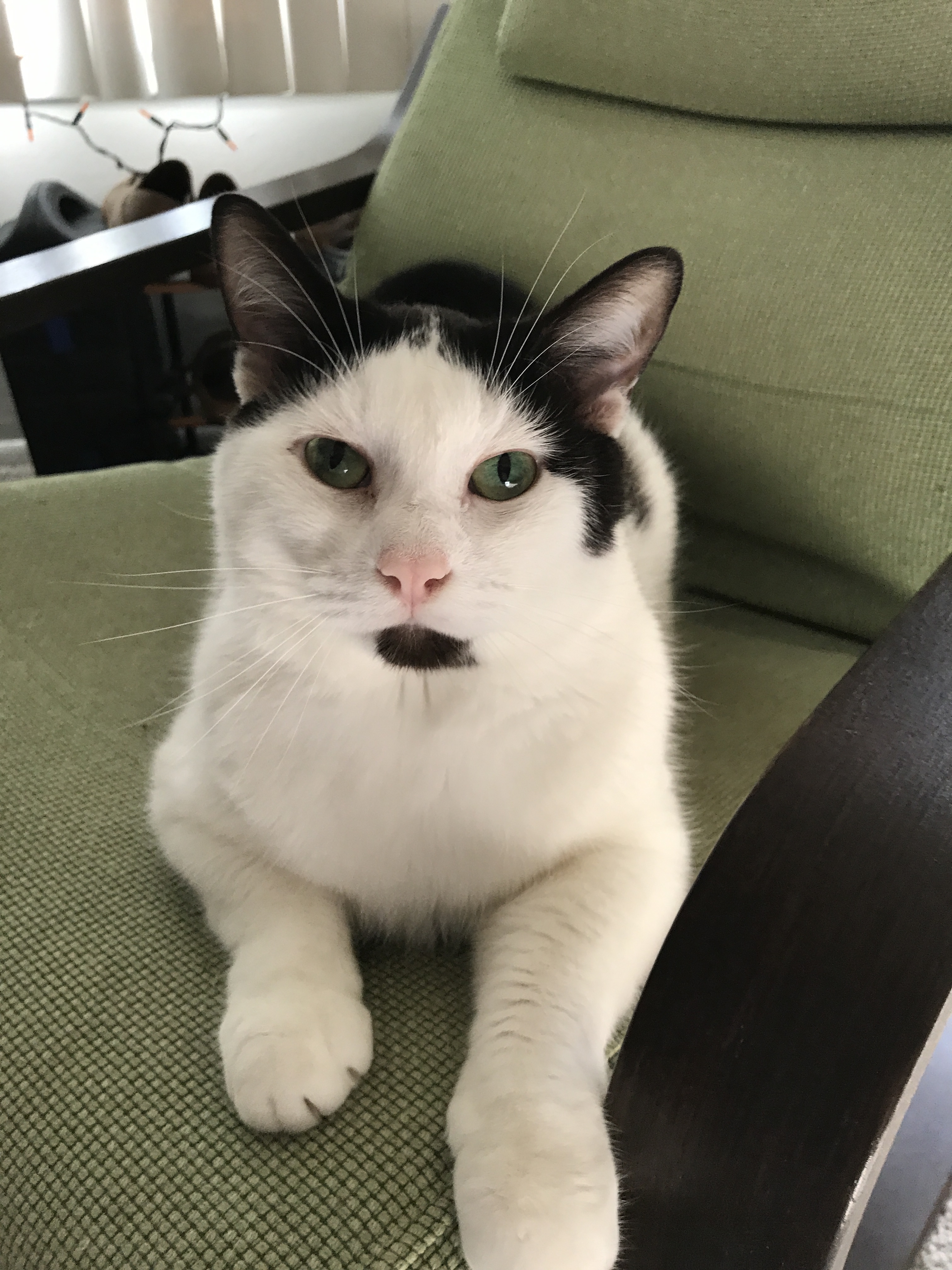 Ripley