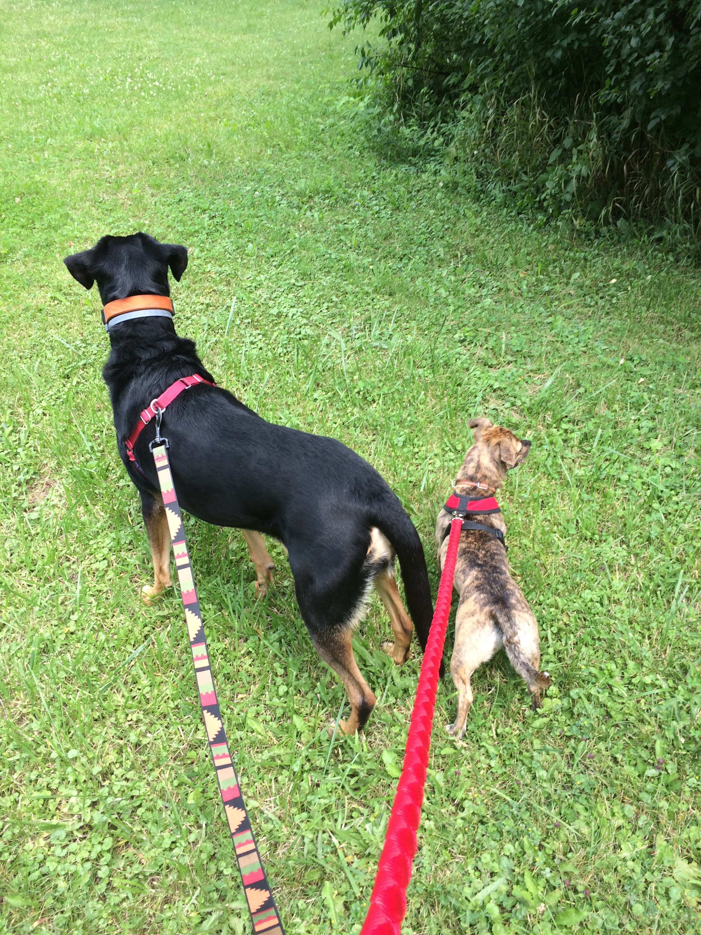Sophie & Cleo