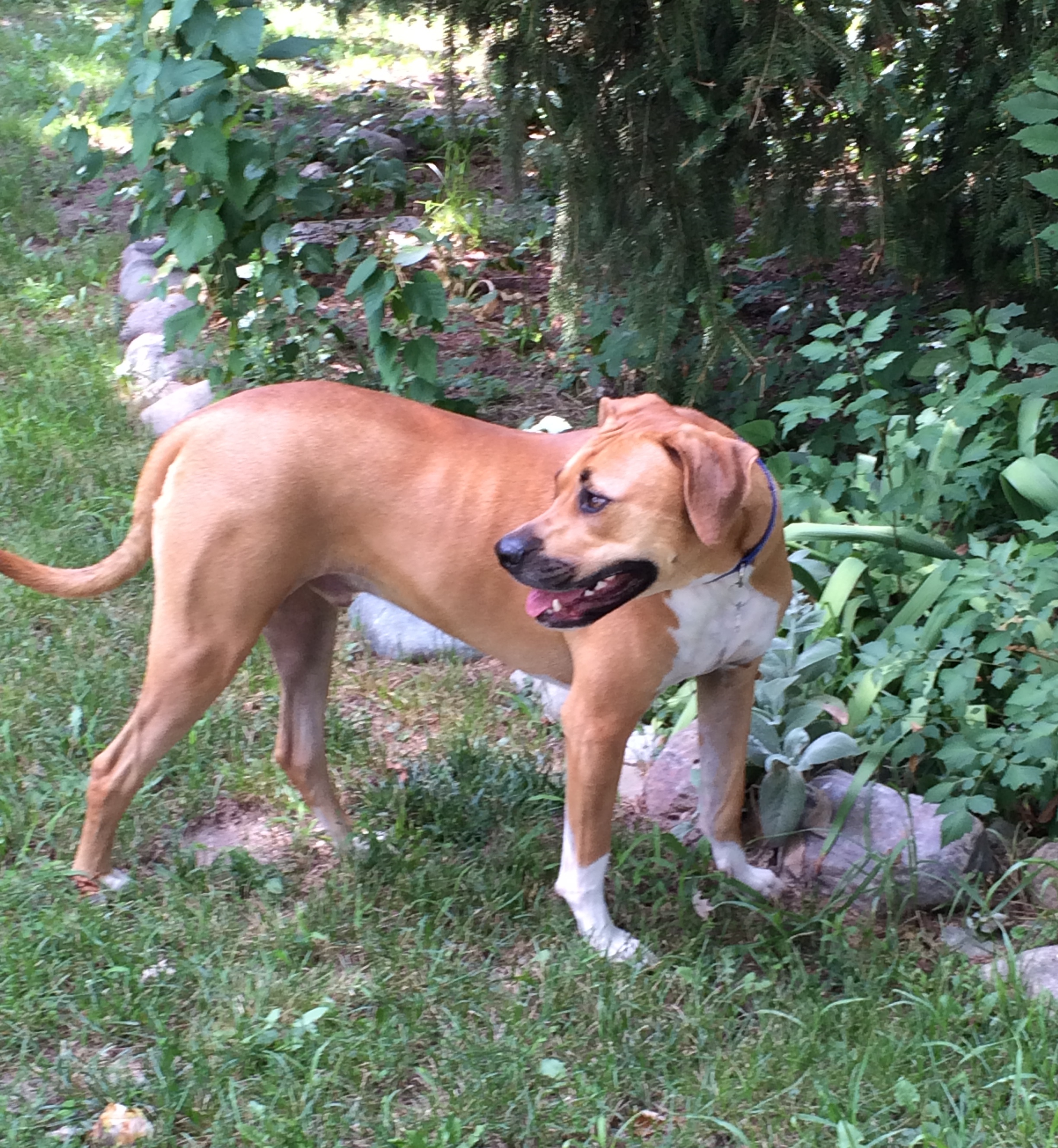 Sherman