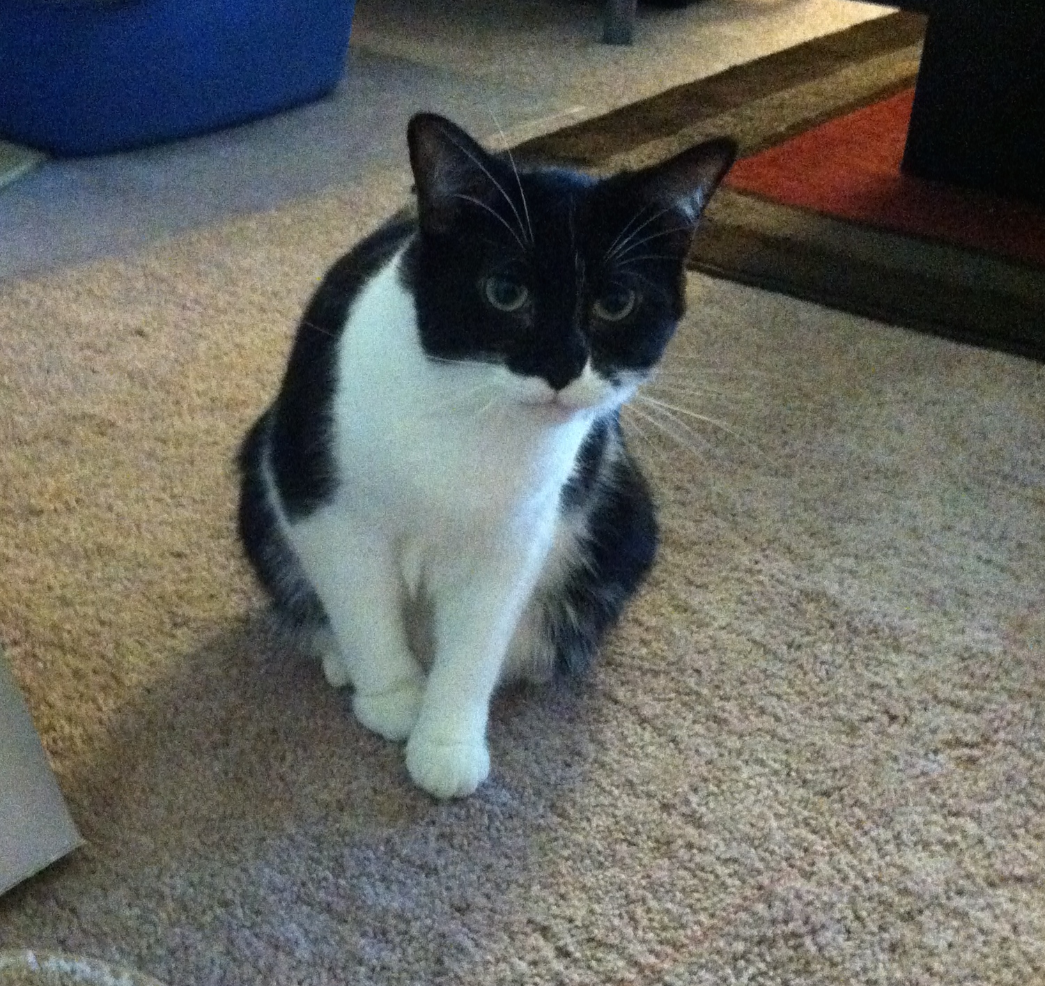 Zeus