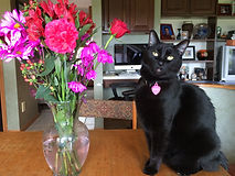 In-home cat care