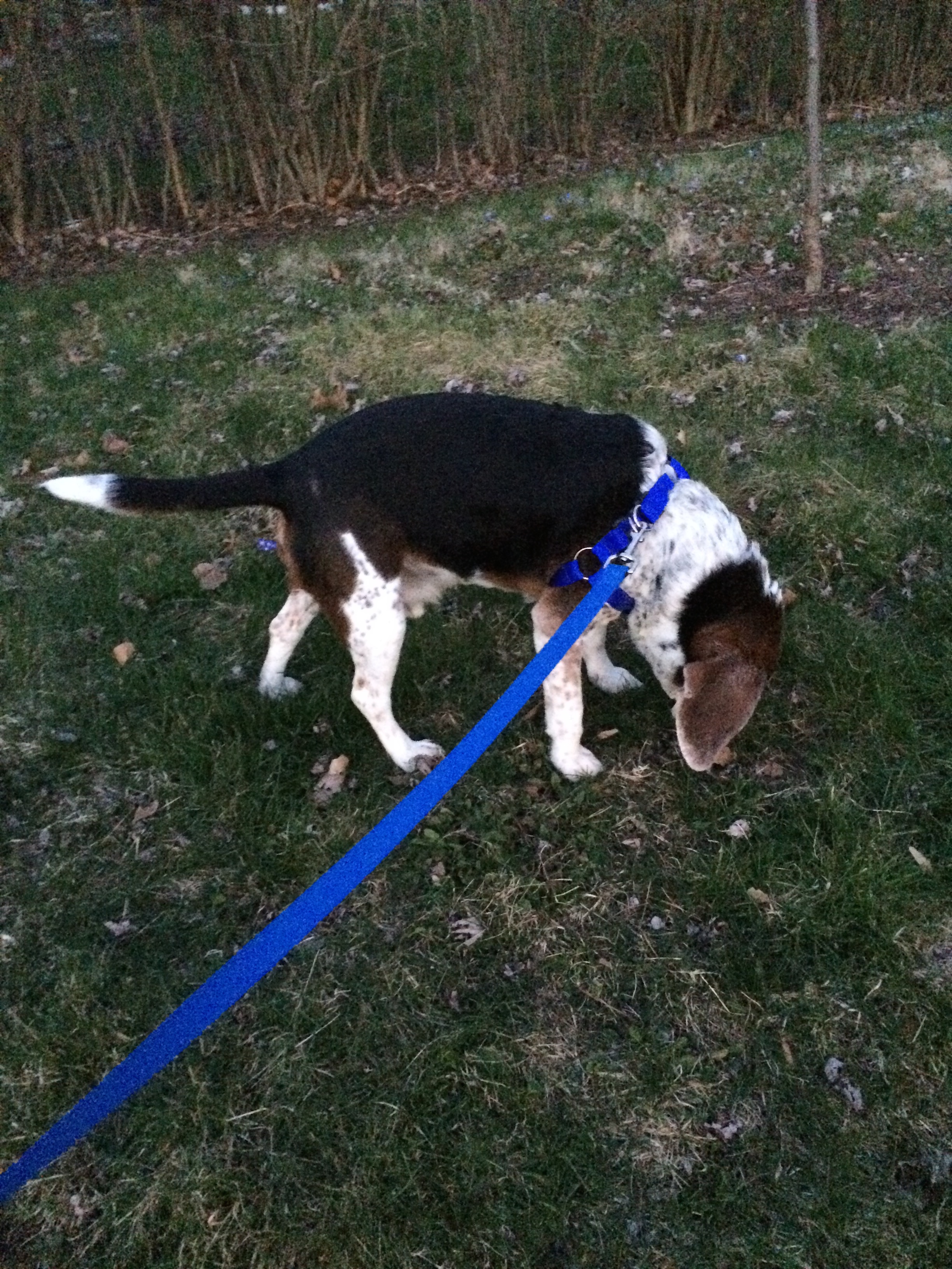 Harvey