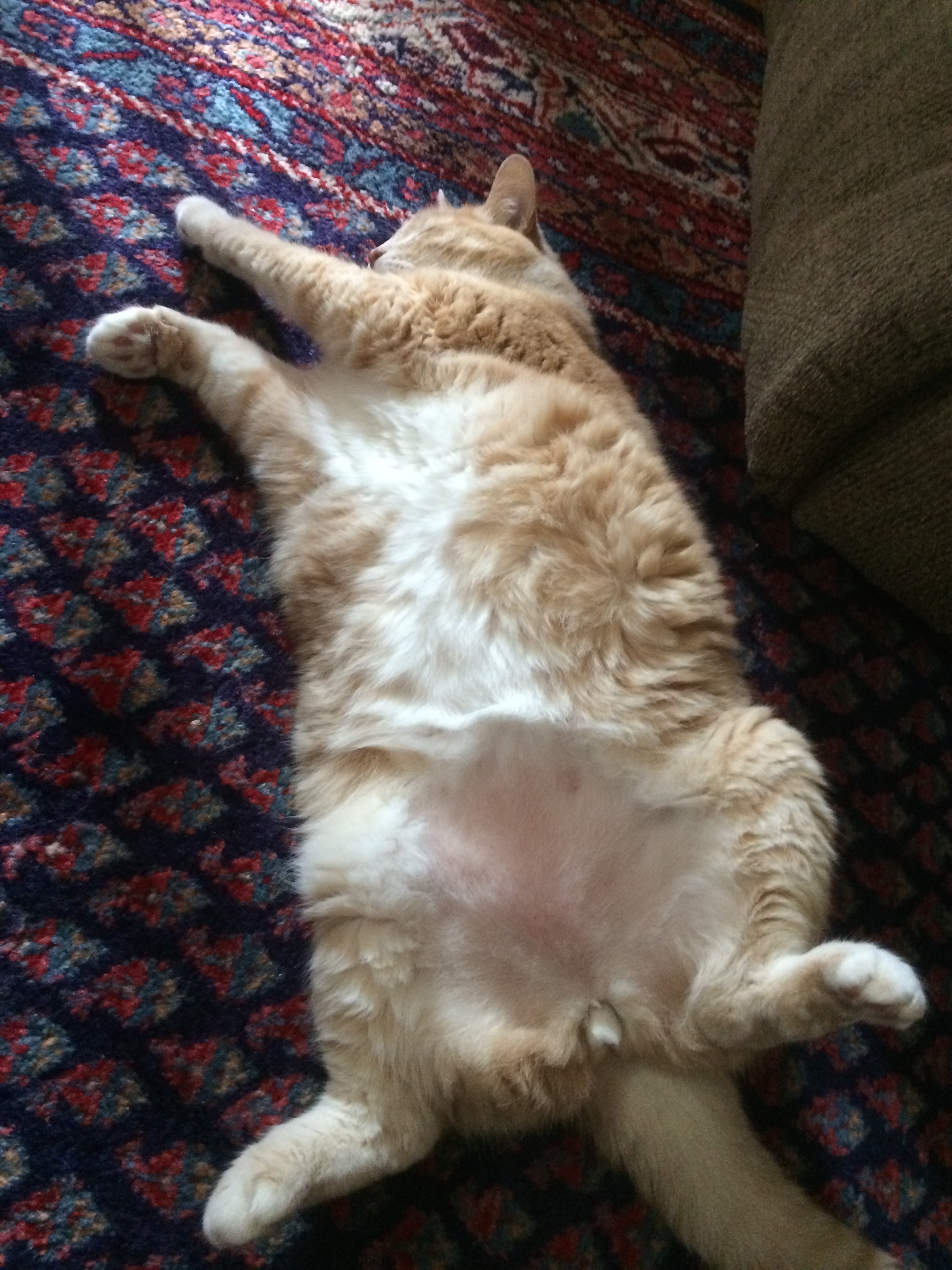Willie