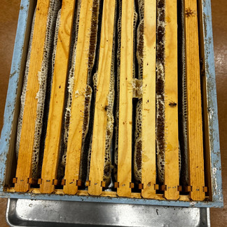 Nice fat frames of honey   Running nine frames in a ten frame box yields a good bit more honey.