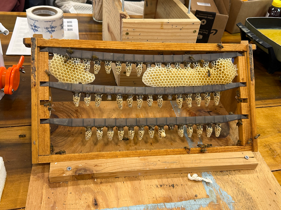 Grafting frame with queen cells
