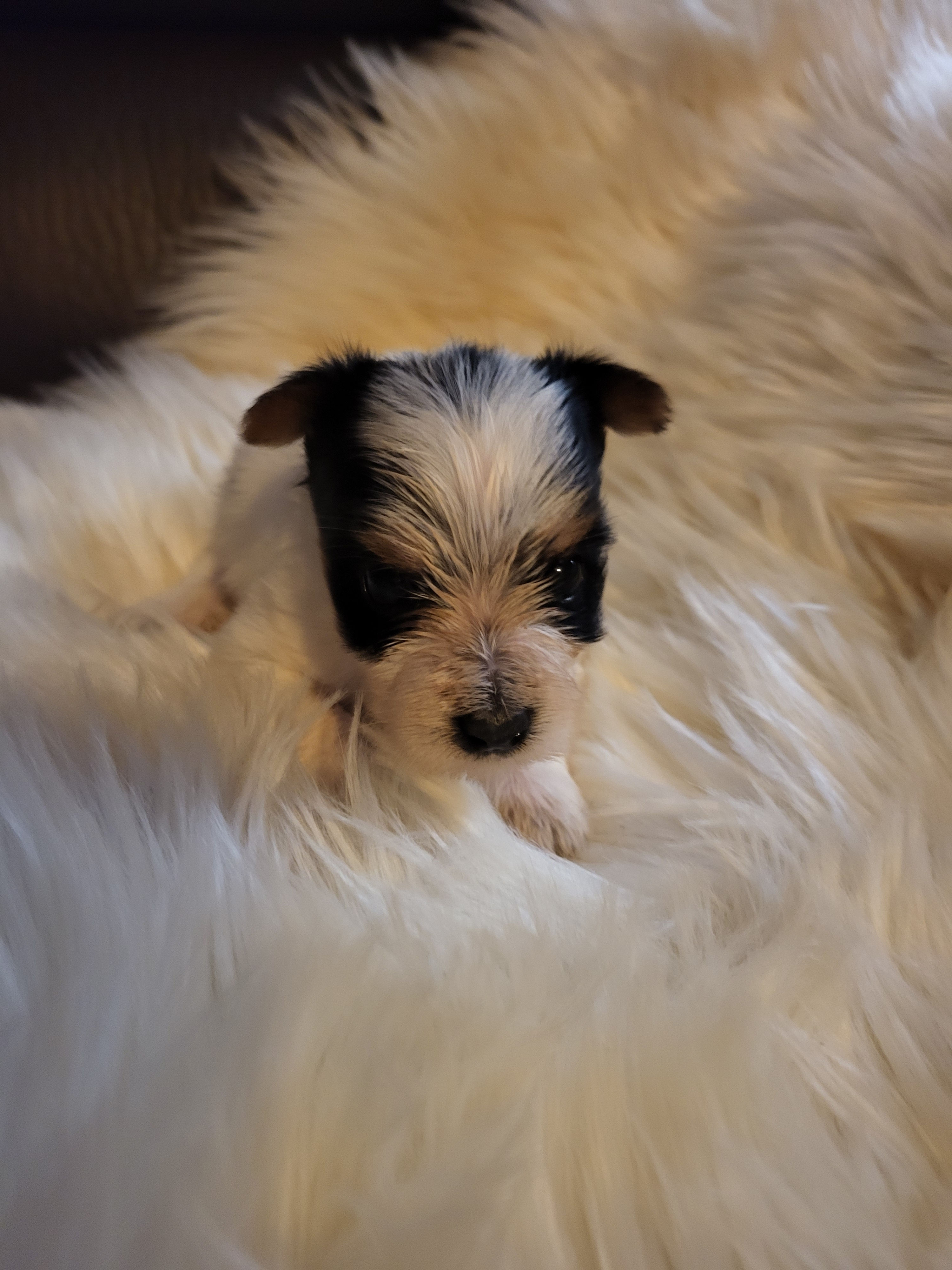 On sale this week only!! Akc Teacup Male Parti Yorkie 