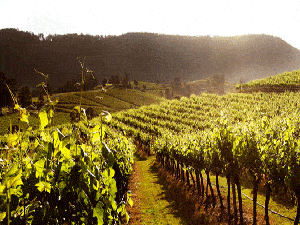 TASTEDULANGUEDOC.gif