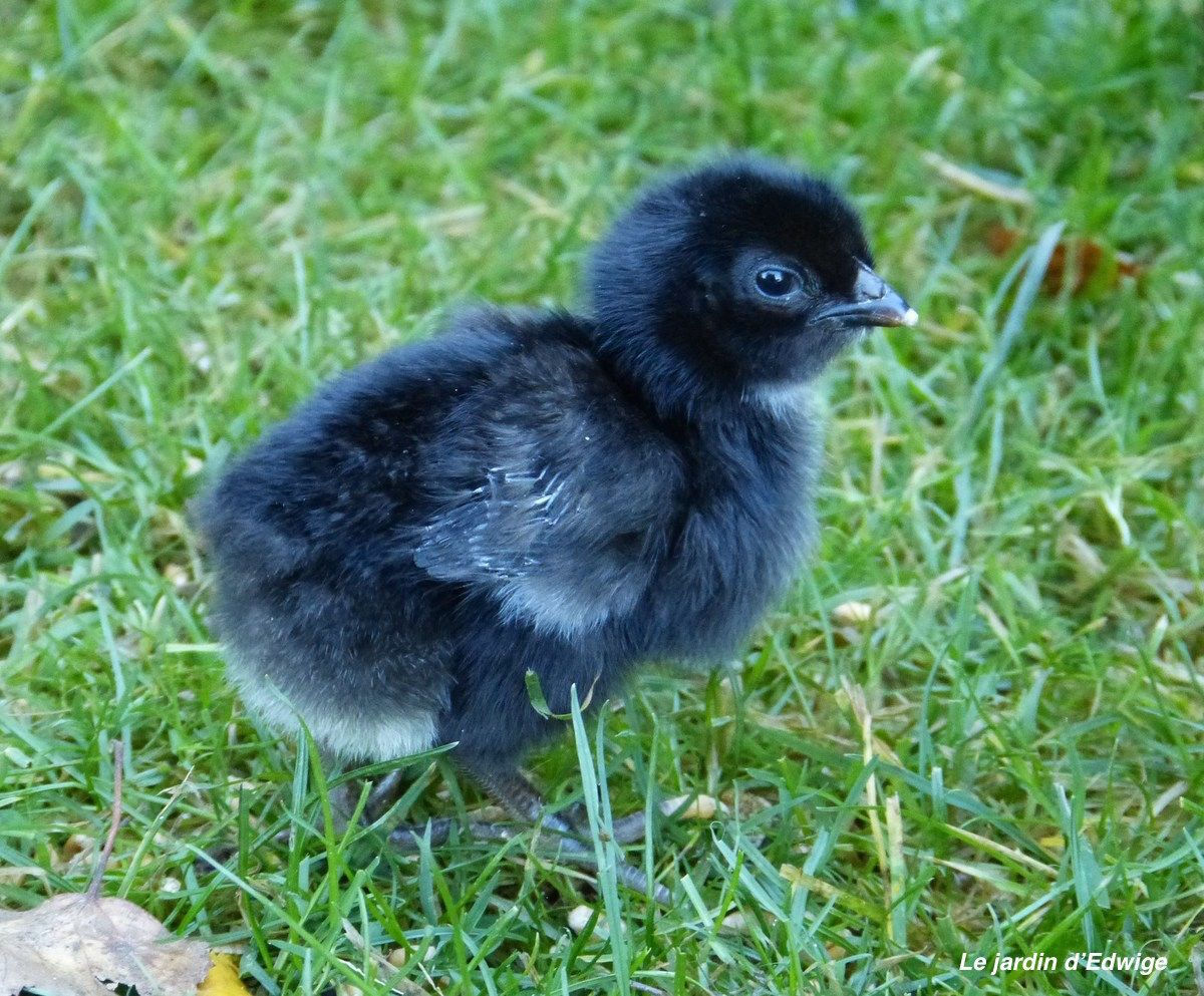 MARANS NOIR À CAMAIL CUIVRÉ (NCC) - NOUVEAU-NÉ